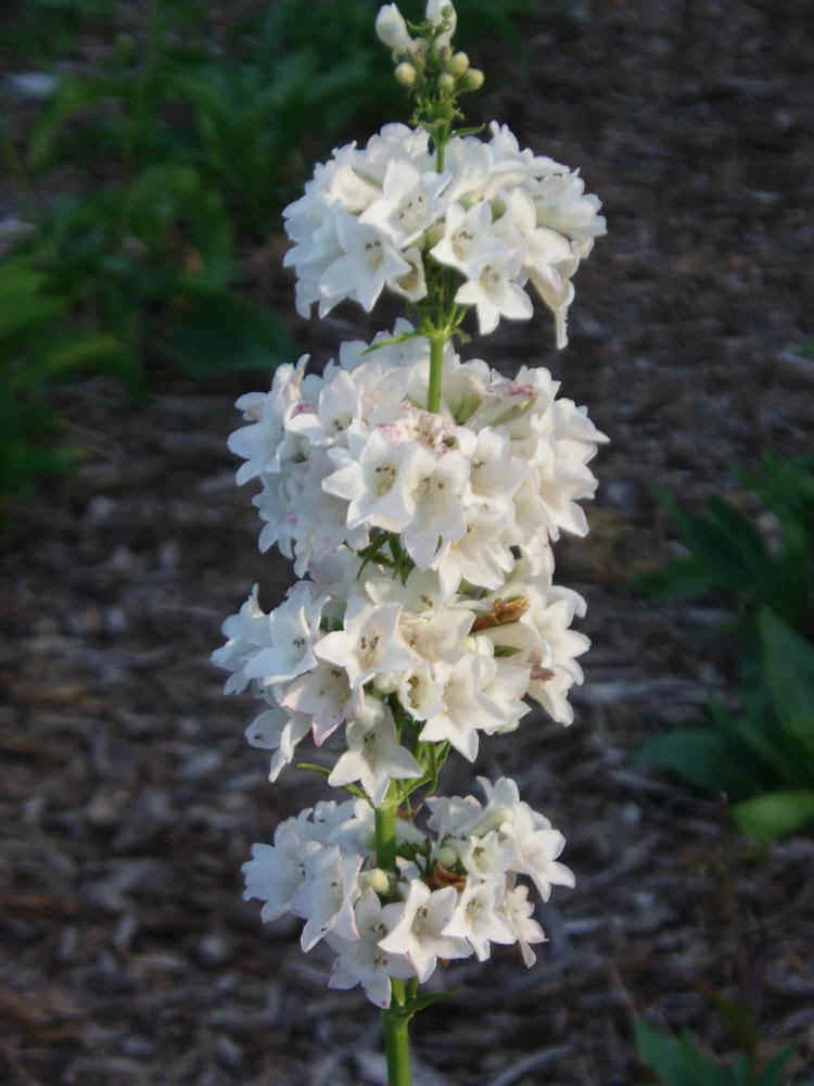 Penstemon tubaeflorus White Plains Beardtongue 10 Seeds - Perennial - Image 2