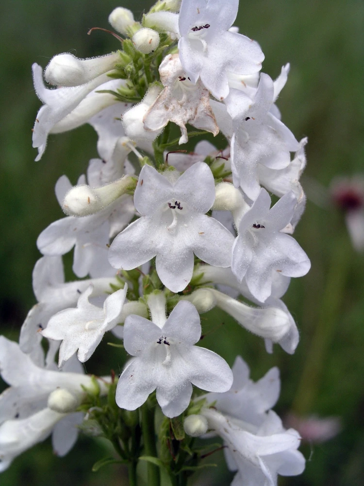 Penstemon tubaeflorus White Plains Beardtongue 10 Seeds - Perennial - Image 3