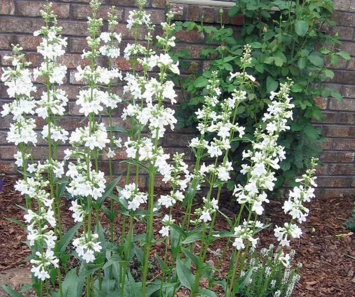 Penstemon tubaeflorus White Plains Beardtongue 10 Seeds - Perennial - Image 1