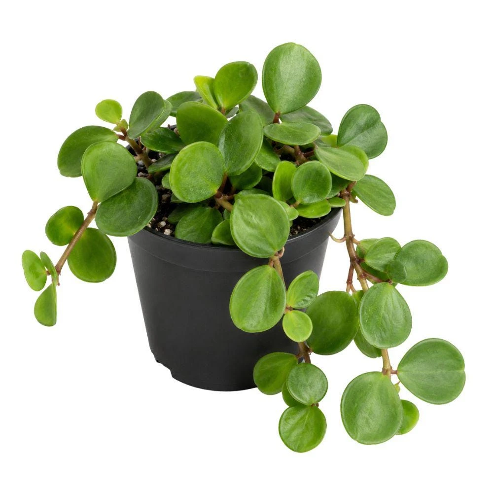 Peperomia Hope Live Plant – 2 Inch Potted Trailing Houseplant for Indoor Decor - Image 1
