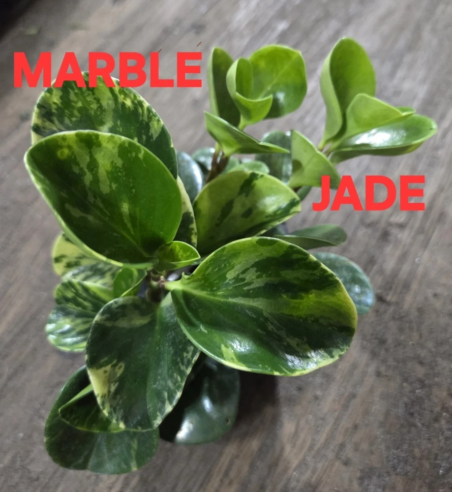 Peperomia Obtusifolia Live Plant Bundle - Jade & Marble Mix, 7" Tall, Potted Houseplant - Image 1
