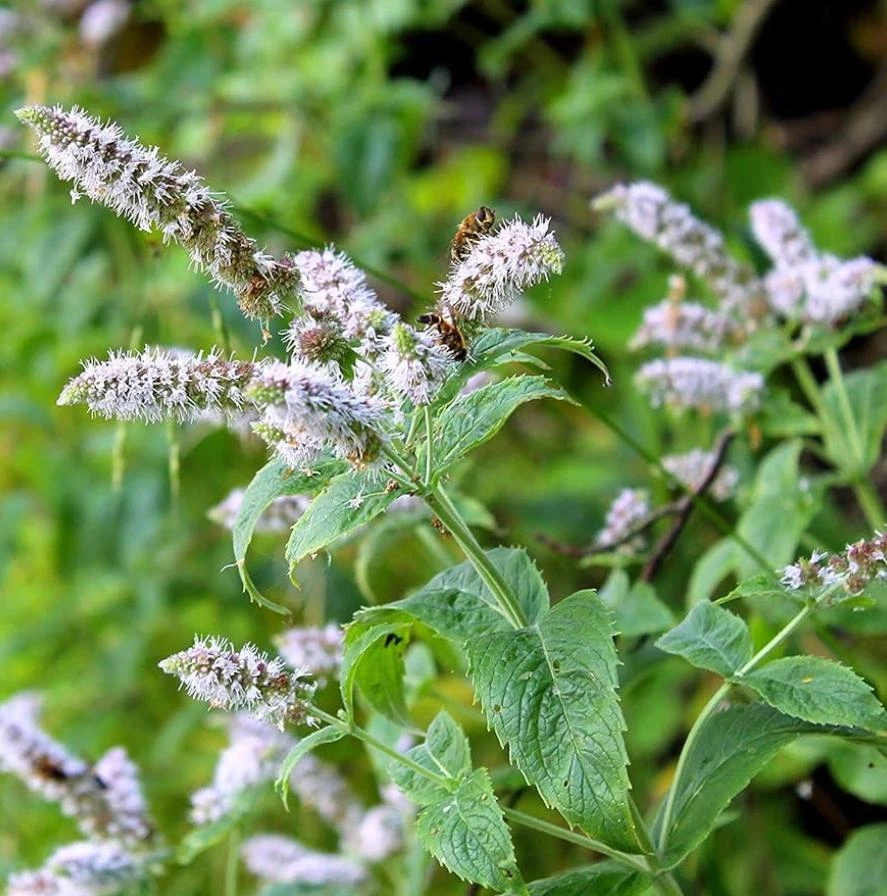 Peppermint Live Plant – 3 inch Pot – Aromatic Culinary Tea Herb – Mentha piperita - Image 1
