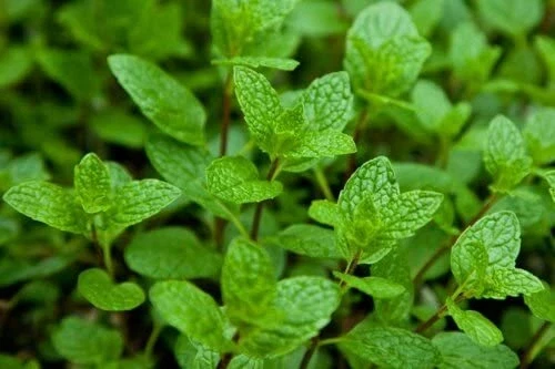 Peppermint Live Plant - Edible Aromatic Herb - Easy Care Mentha piperita - Image 1