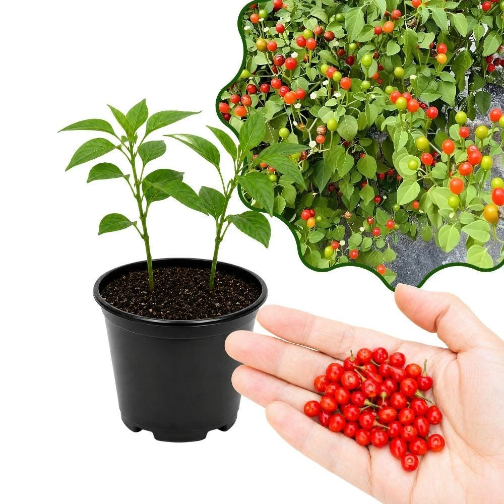 Pequin Pepper Live Plants - 2-Pack, 4 Inch Tall Hot Pepper Starter Plants - Image 1