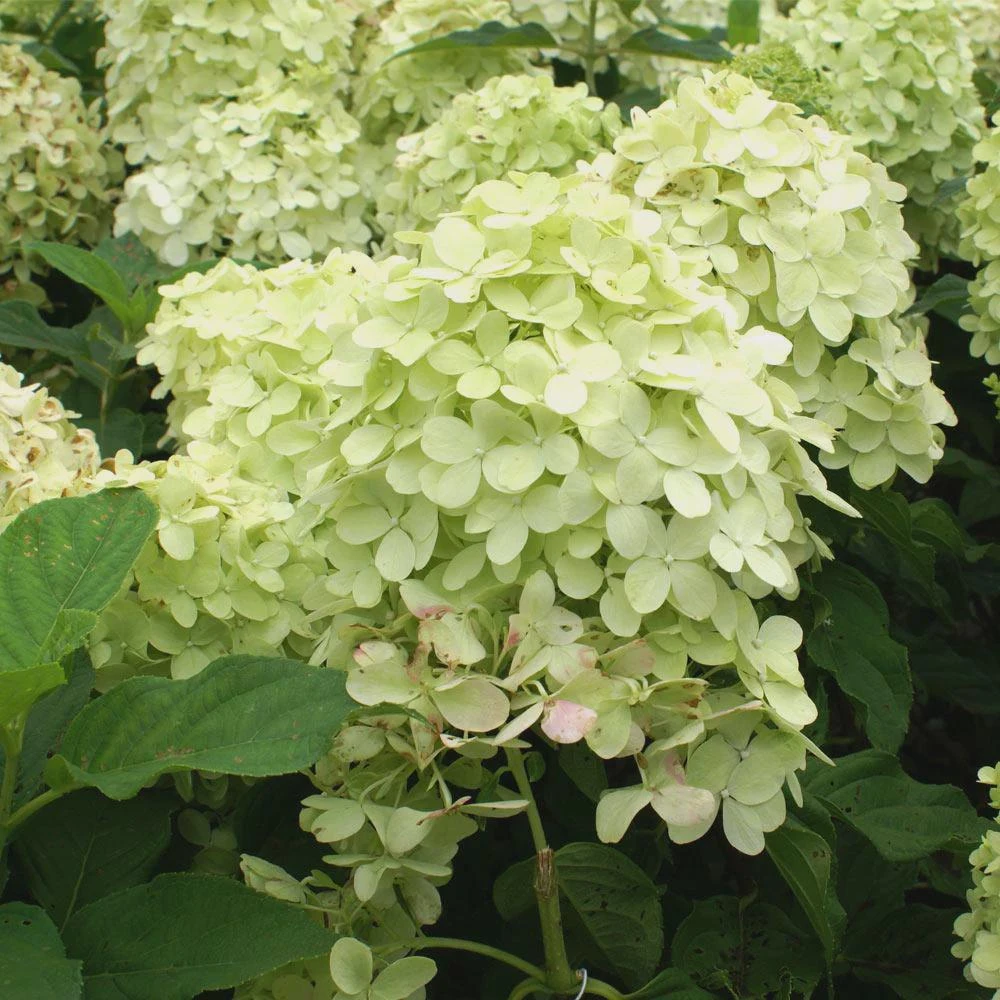 Phantom Hydrangea Live Plant – 4 inch Pot – Outdoor Shrub – Zones 3-9 - Image 1