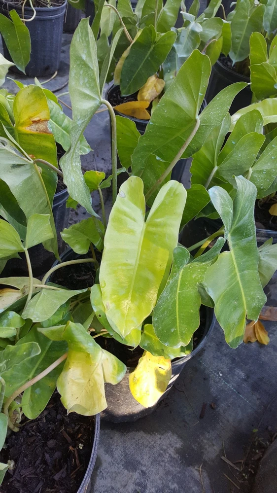 Philodendron 'Burle Marx' Live Plant Cutting โ 5 to 7" Tall โ Indoor/Outdoor Tropical - Image 2