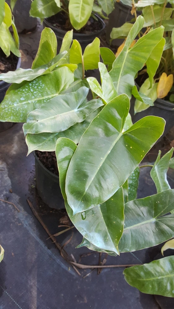 Philodendron 'Burle Marx' Live Plant Cutting – 5 to 7" Tall – Indoor/Outdoor Tropical - Image 1