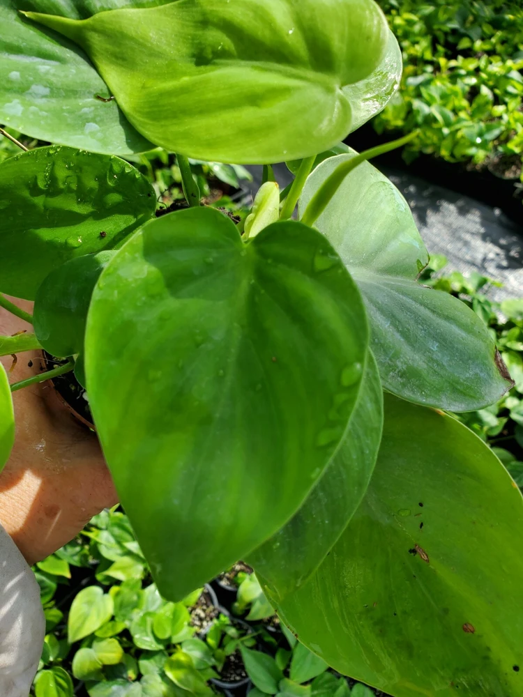 Philodendron Hederaceum Live Plant – Green Heartleaf Vine – Indoor/Outdoor - Image 1