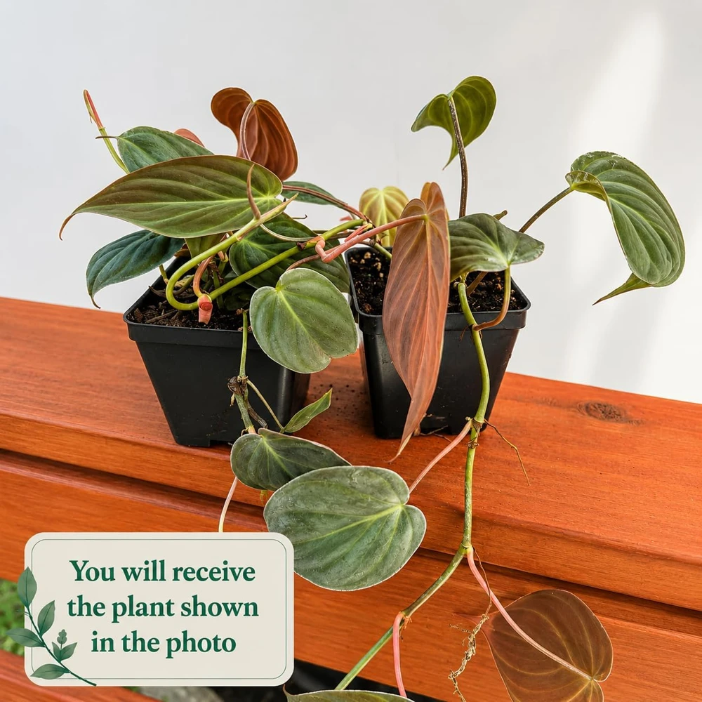 Philodendron Micans Live Plant Set of 2, 5-8 Inch Sweetheart Philodendron, 4 Inch Pot - Image 2