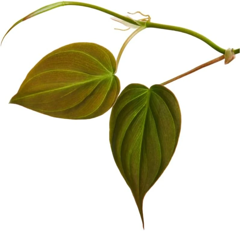 Philodendron Micans Live Plant Set of 2, 5-8 Inch Sweetheart Philodendron, 4 Inch Pot - Image 3
