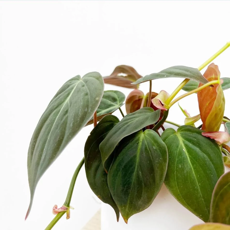 Philodendron Micans Live Plant Set of 2, 5-8 Inch Sweetheart Philodendron, 4 Inch Pot - Image 5