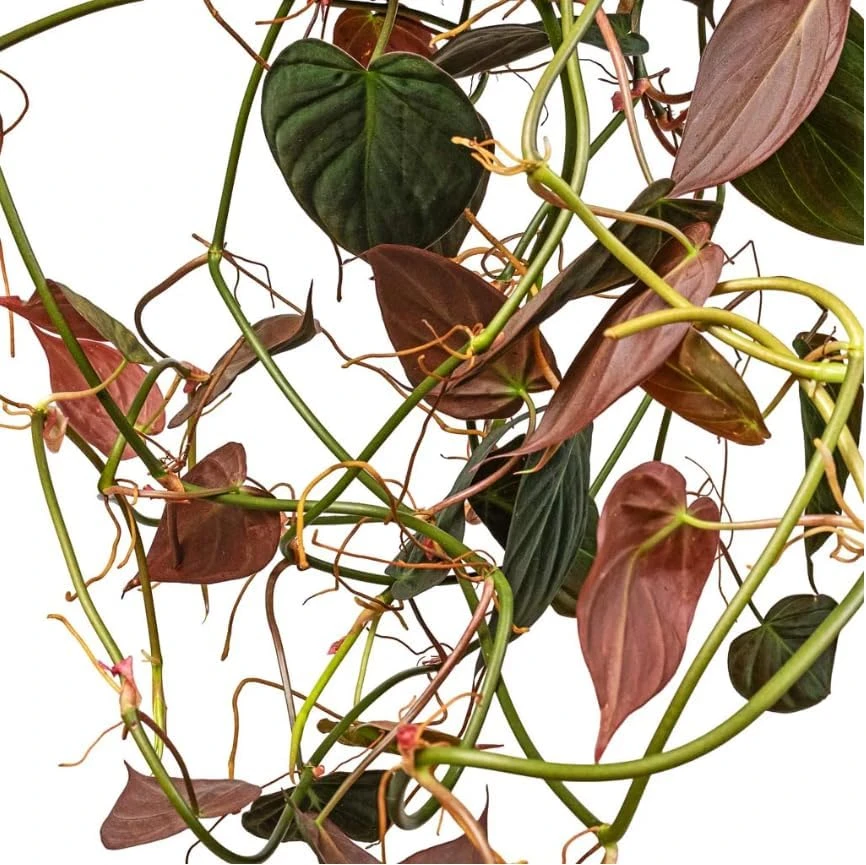 Philodendron Micans Live Plant Set of 2, 5-8 Inch Sweetheart Philodendron, 4 Inch Pot - Image 6