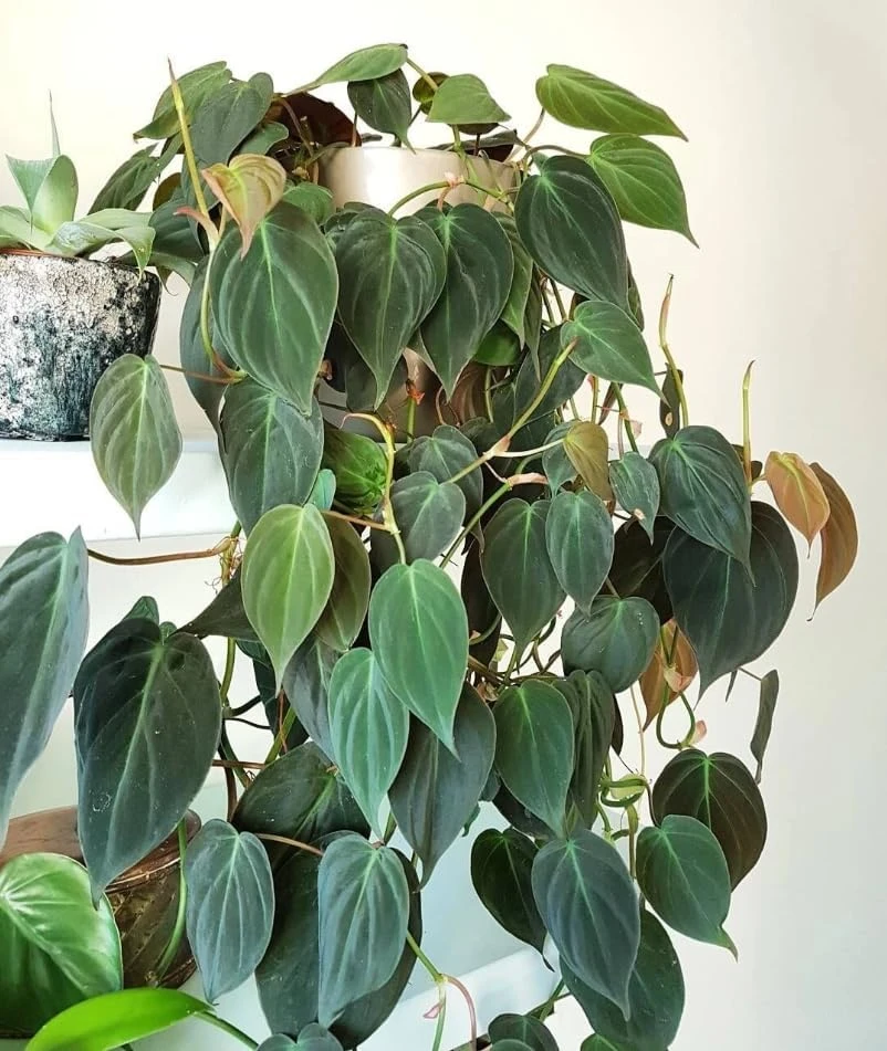 Philodendron Micans Live Plant Set of 2, 5-8 Inch Sweetheart Philodendron, 4 Inch Pot - Image 7