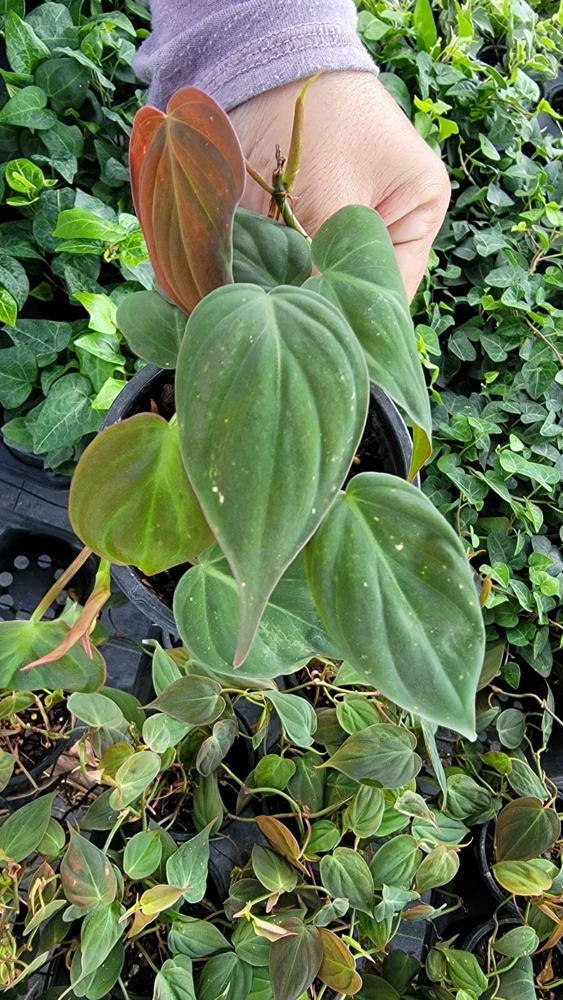 Philodendron Micans Live Plant – Velvet Leaf Bronze Vine – 4 inch Pot – Indoor Houseplant - Image 2