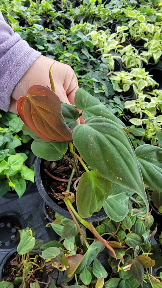 Philodendron Micans Live Plant – Velvet Leaf Bronze Micans Vine – 4 inch Potted Houseplant - Image 3