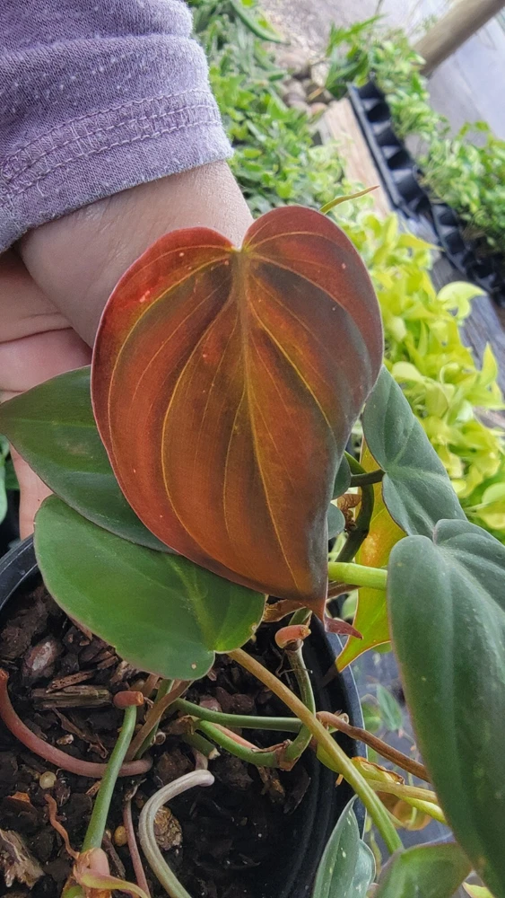 Philodendron Micans Live Plant – Velvet Leaf Bronze Vine – 4 inch Pot – Indoor Houseplant - Image 1