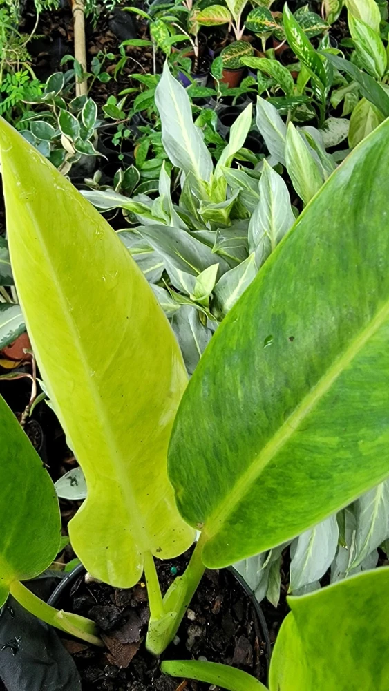 Philodendron Painted Lady Live Plant – 4 Inch Pot – Variegated Houseplant - Image 1