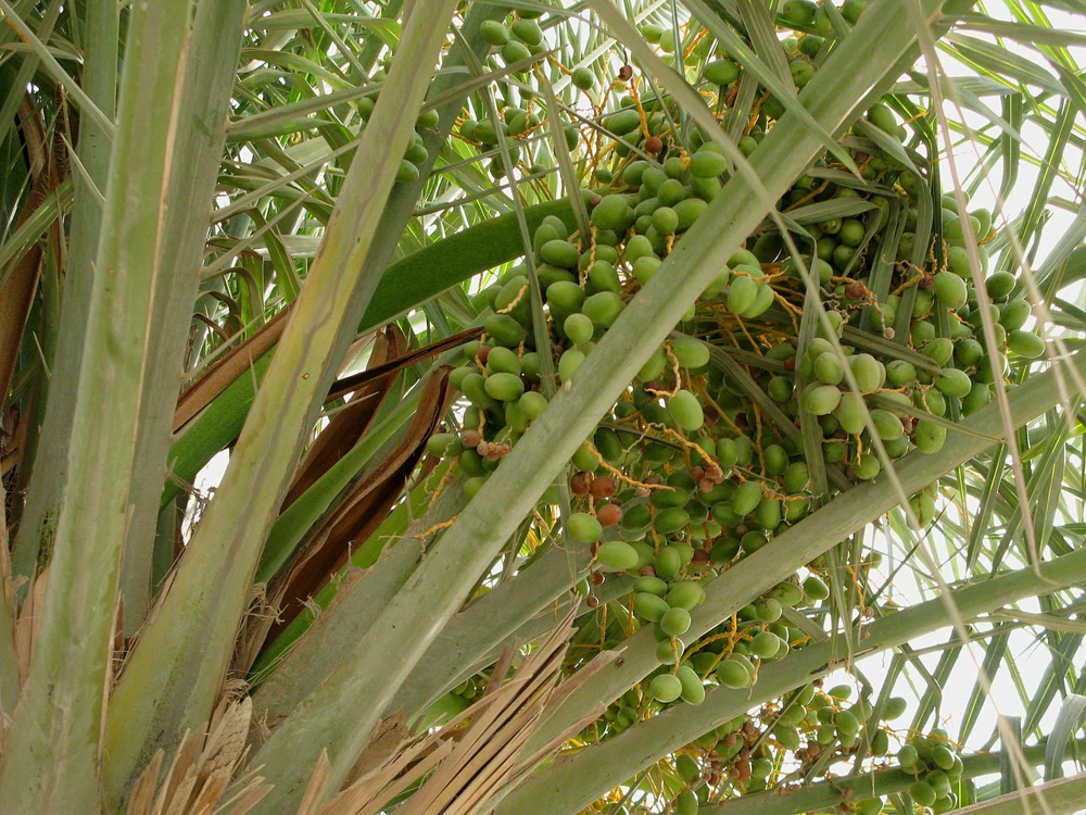 Phoenix Dactylifera True Date Palm Seeds - 10 Seeds for Growing Outdoor Trees - Image 1