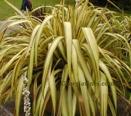Phormium cookianum Cream Delight Seeds - 10 Perennial Seeds - Image 1
