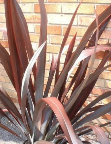 Phormium Mixed New Zealand Flax Seeds - 20 Seed Pack - Image 1