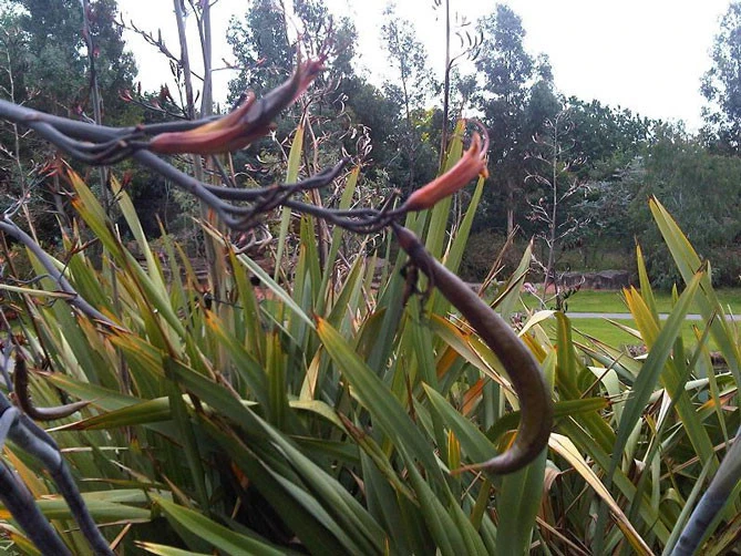 Phormium Tenax New Zealand Flax Seeds - 10 Perennial Seeds for Garden - Image 1
