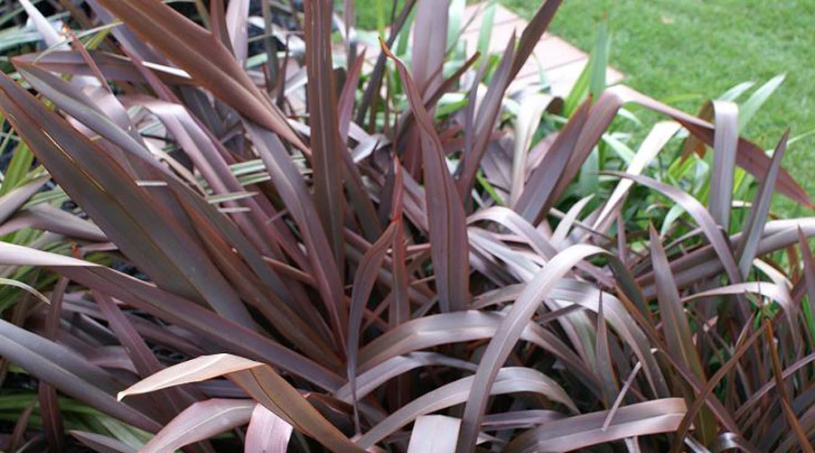 Phormium Tenax Purpureum Seeds - 10 Count New Zealand Flax Perennial - Image 1