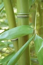 Phyllostachys Bissetii Bamboo Live Plant – Cold Hardy, 3-6 ft Tall, 1 Gallon Pot - Image 1