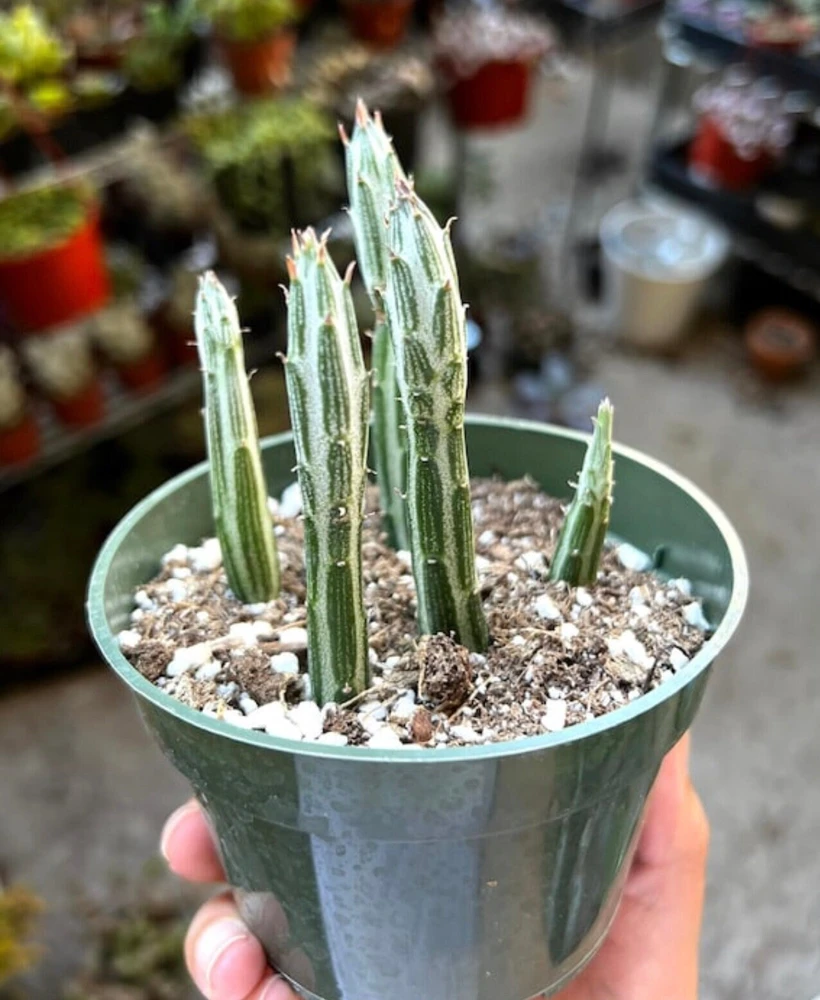 Pickle Plant Succulent Live Plant - Little Pickles Kleinia Stapeliiformis in 4'' Pot, Indoor - Image 1