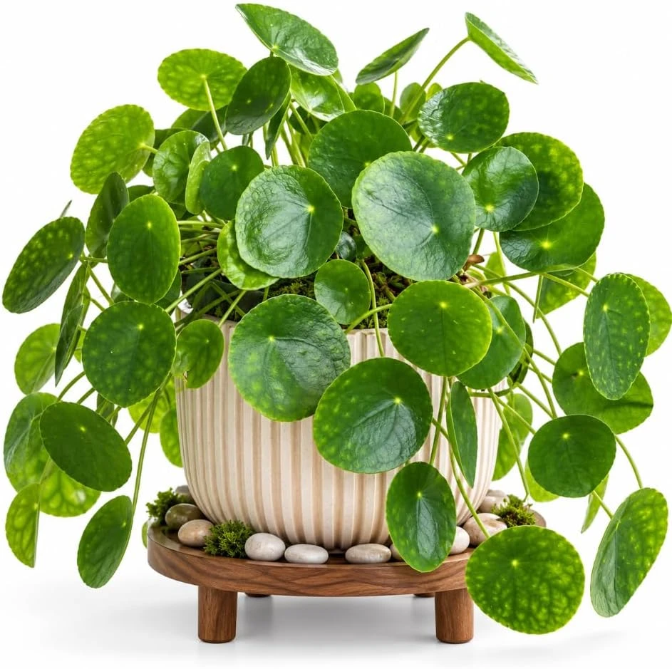 Pilea Peperomioides Live Plant, Green Money Plant, 4-7 Inch Tall Indoor Houseplant - Image 1