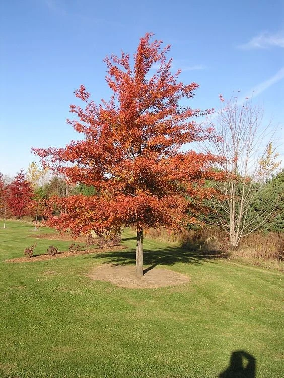 Pin Oak Tree Live Plant 12-18" Tall - Quercus palustris - Fast Growing Outdoor Shade Tree - Image 1