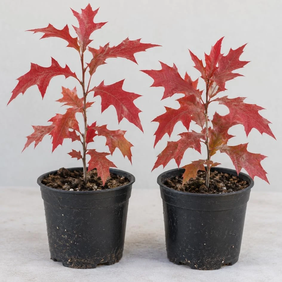 Pin Oak Tree Live Plant – Saplings – 12-16 Inch Tall – Outdoor Planting – Red Fall Foliage - Image 6