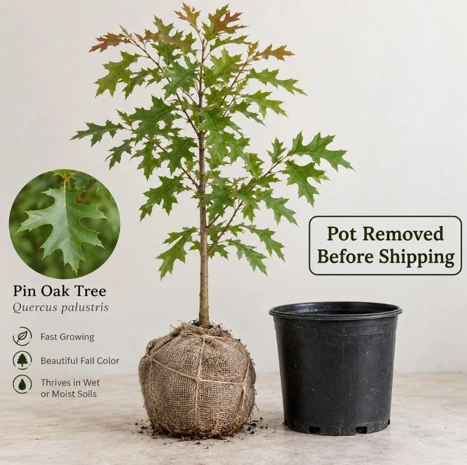Pin Oak Tree Live Plant – Set of 2 Saplings – 4-8 Inch Tall – Red Fall Foliage – Outdoor Hardy Landscape Tree - Image 3