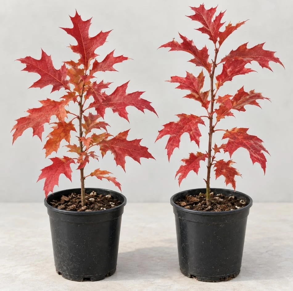 Pin Oak Tree Saplings - Live Plant, Red Fall Foliage, Hardy, 12-16 Inch Tall - Image 1