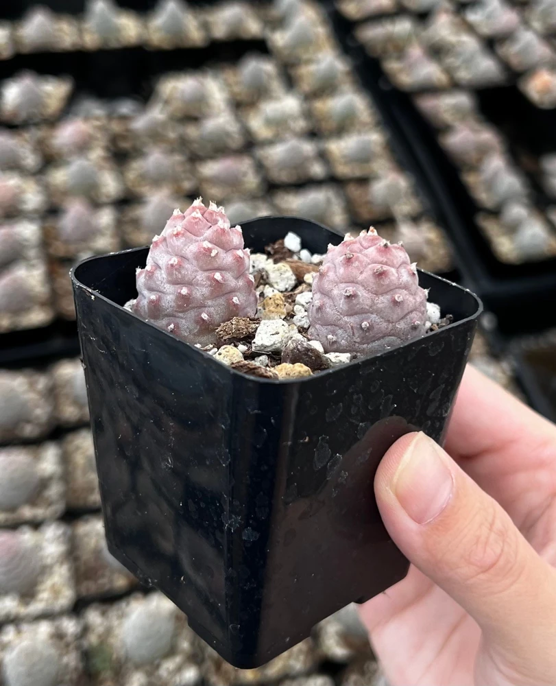 Pine Cone Cactus Live Plant - Rare Succulent, Pink, 2.5'' Pot, Indoor - Image 1