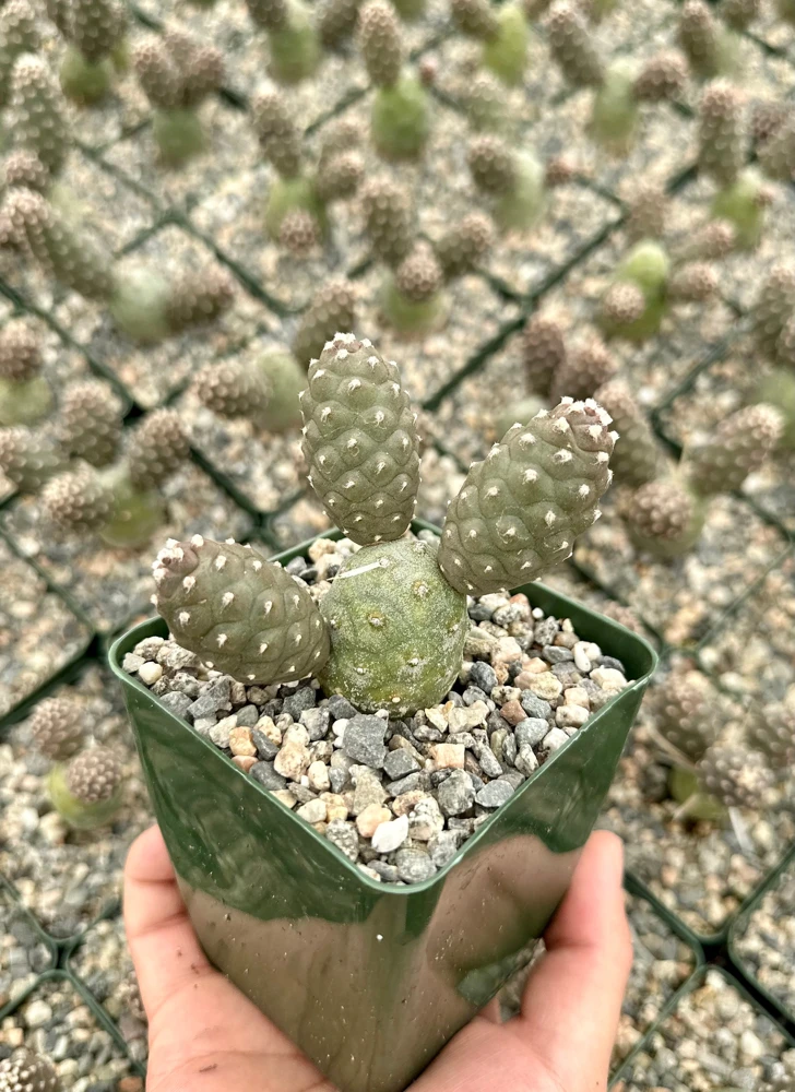 Pine Cone Cactus Live Plant - Tephrocactus Articulatus in 3" Pot - Unique Succulent - Image 2