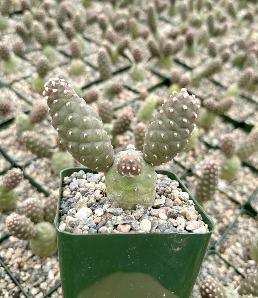 Pine Cone Cactus Live Plant - Tephrocactus Articulatus in 3" Pot - Unique Succulent - Image 3