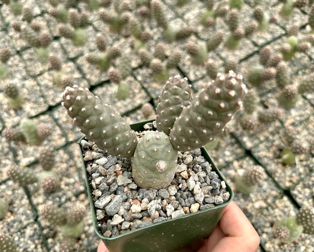 Pine Cone Cactus Live Plant - Tephrocactus Articulatus in 3" Pot - Unique Succulent - Image 4