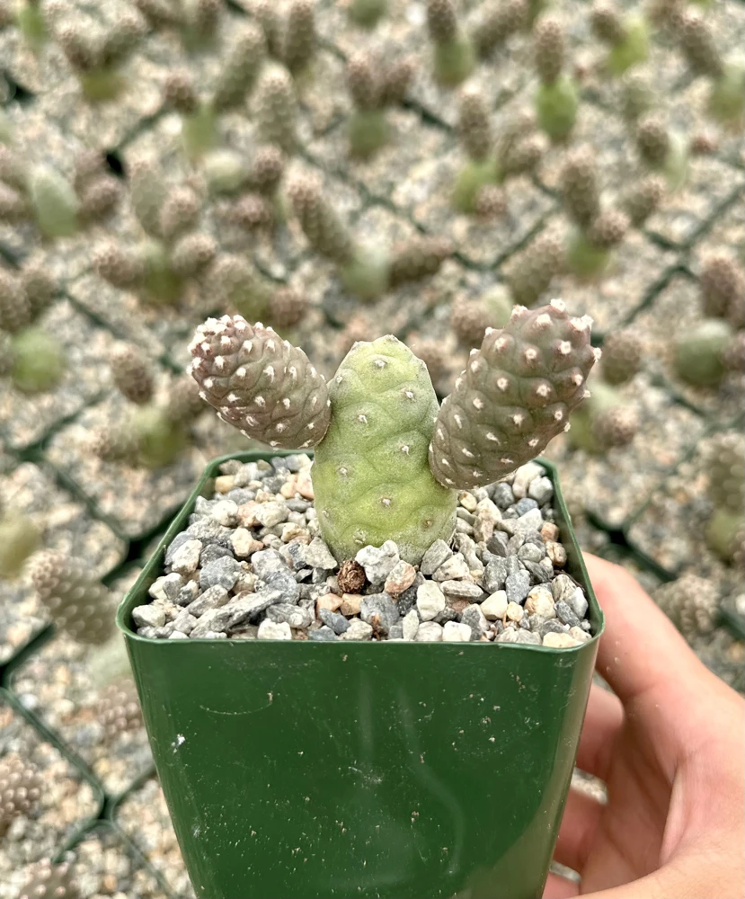 Pine Cone Cactus Live Plant - Tephrocactus Articulatus in 3" Pot - Unique Succulent - Image 5