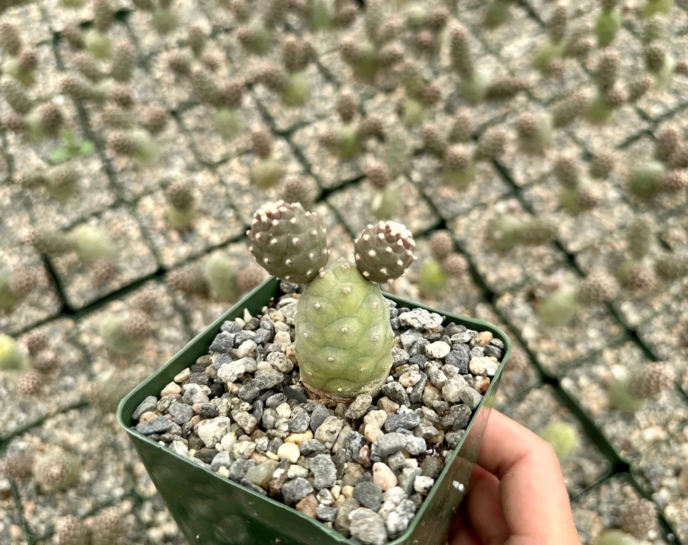 Pine Cone Cactus Live Plant - Tephrocactus Articulatus in 3" Pot - Unique Succulent - Image 6
