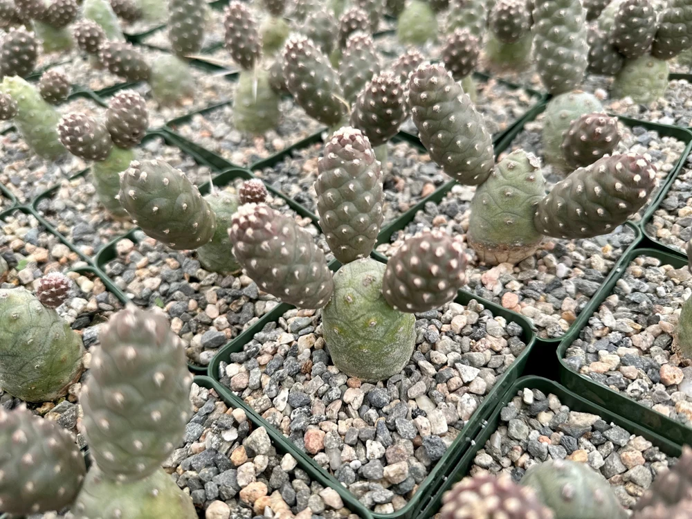 Pine Cone Cactus Live Plant - Tephrocactus Articulatus in 3" Pot - Unique Succulent - Image 7