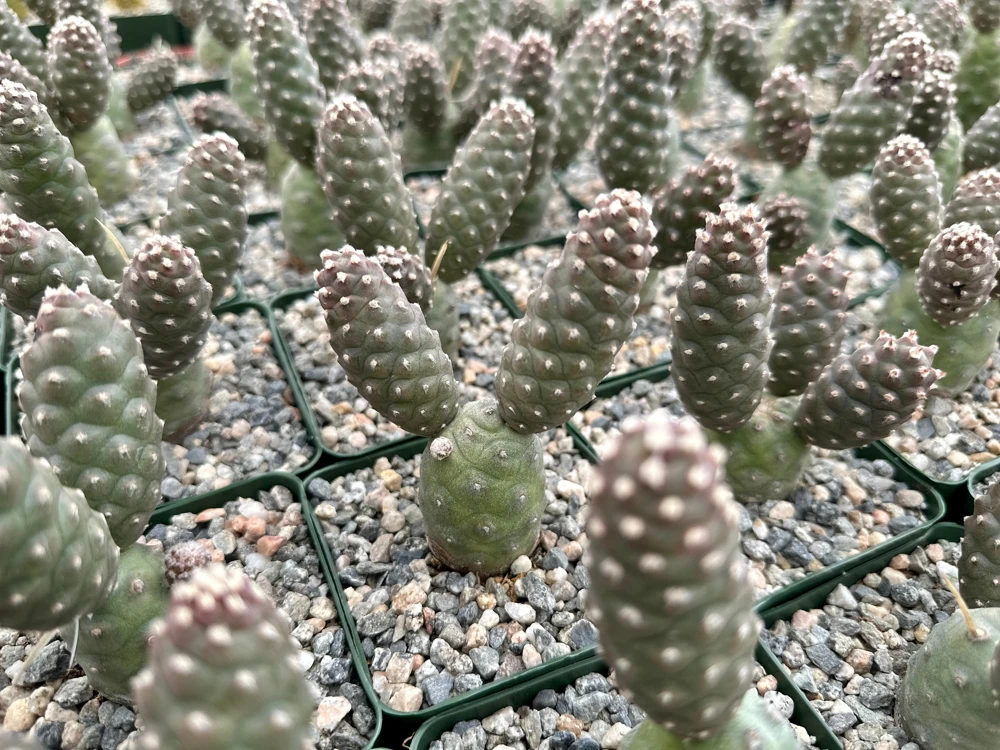 Pine Cone Cactus Live Plant - Tephrocactus Articulatus in 3" Pot - Unique Succulent - Image 1