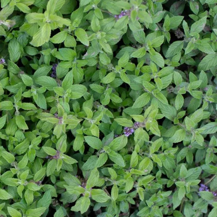 Pineapple Mint Live Plant - 3 inch Pot - Aromatic Variegated Herb - Image 2