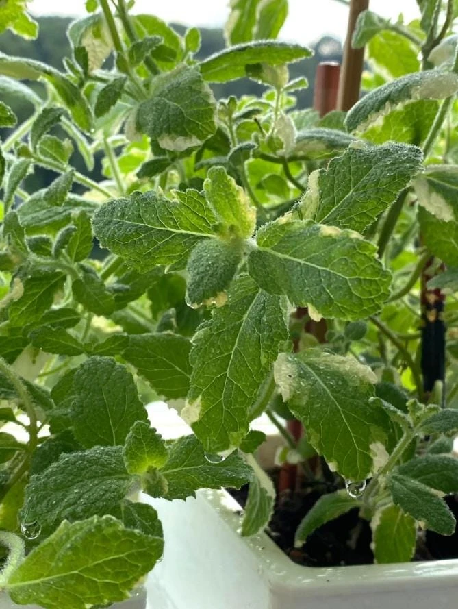 Pineapple Mint Live Plant - 3 inch Pot - Aromatic Variegated Herb - Image 4