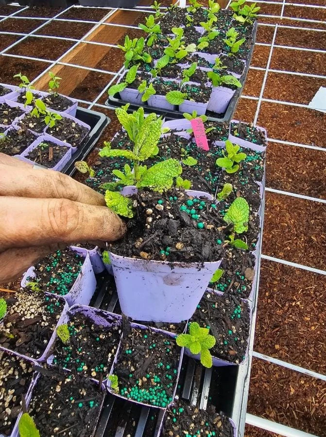 Pineapple Mint Live Plant - 3 inch Pot - Aromatic Variegated Herb - Image 5