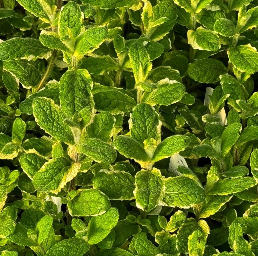 Pineapple Mint Live Plant - 3 inch Pot - Aromatic Variegated Herb - Image 1