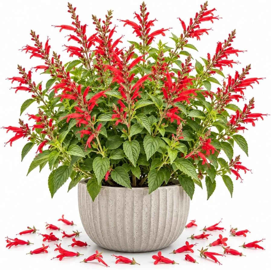 Pineapple Sage Live Plant, Red Sage Flower, 4-7 Inches Tall, Herb - Image 1