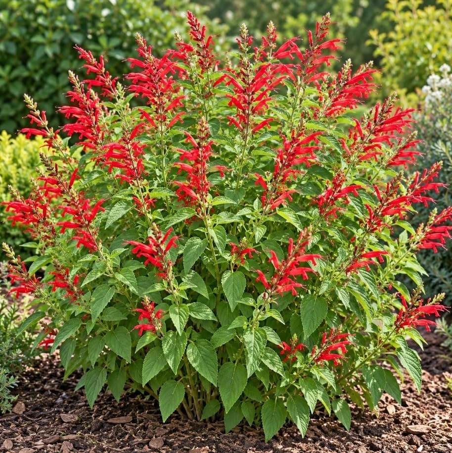 Pineapple Sage Live Plant, Red Sage Flower, 4-7 Inches Tall, Herb - Image 4