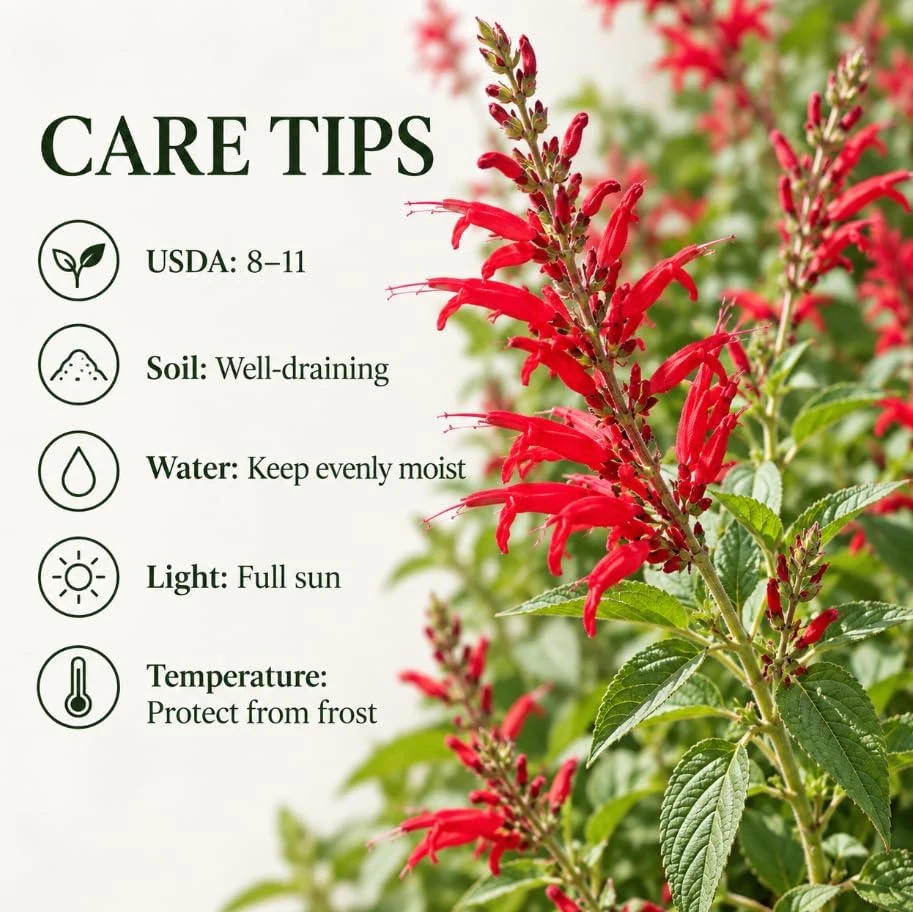 Pineapple Sage Live Plant, Red Sage Flower, 4-7 Inches Tall, Herb - Image 5