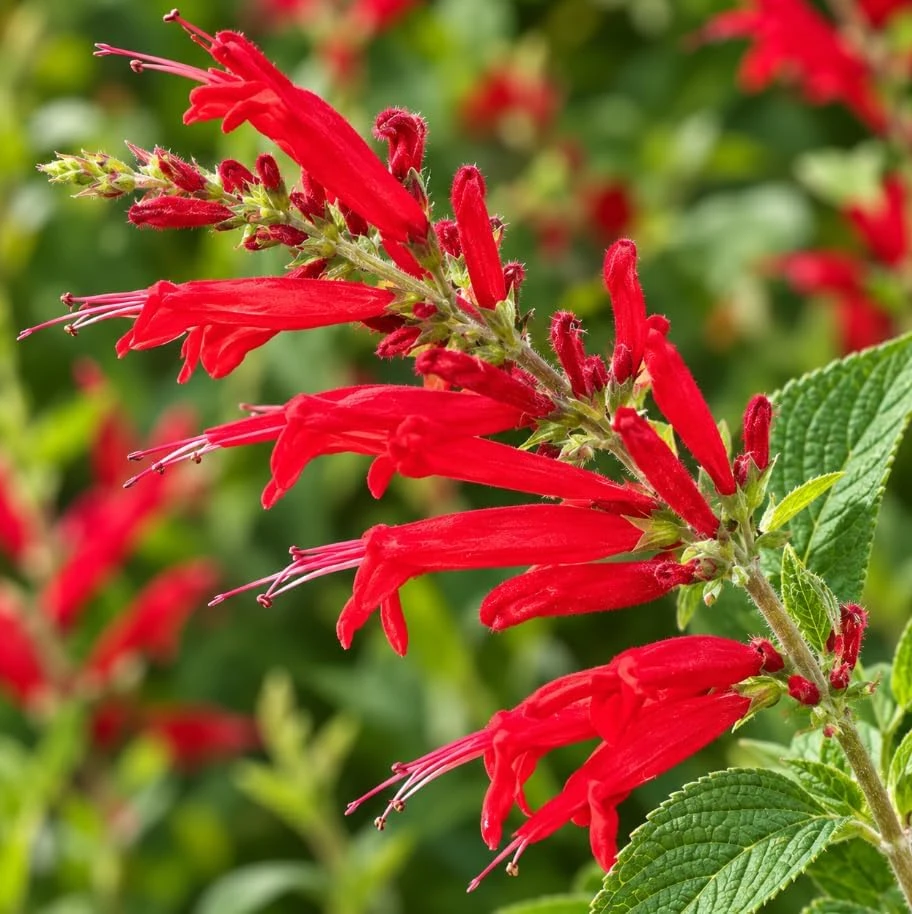 Pineapple Sage Live Plant, Red Sage Flower, 4-7 Inches Tall, Herb - Image 7