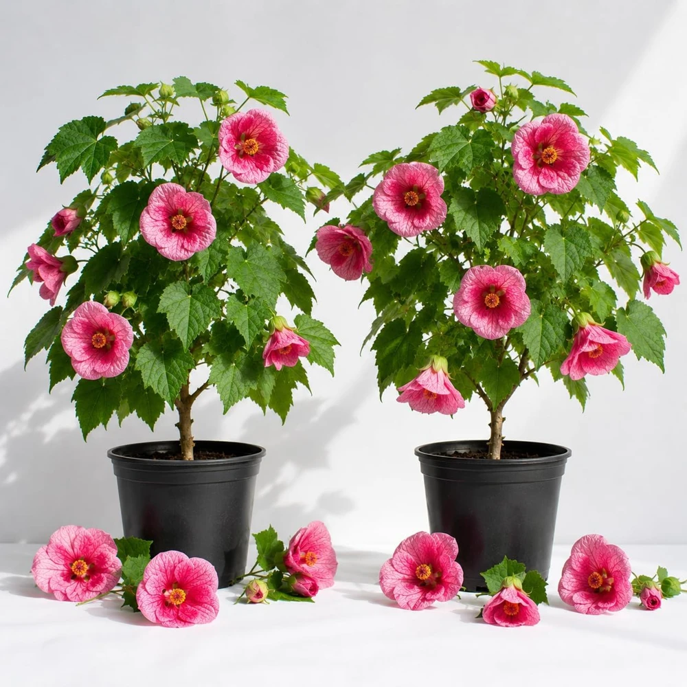 Pink Abutilon Live Plants - Set of 2, 4-6 Inch Tall Trailing Lantern Flower Vine for Home Garden, USDA Zones 8-11 - Image 1